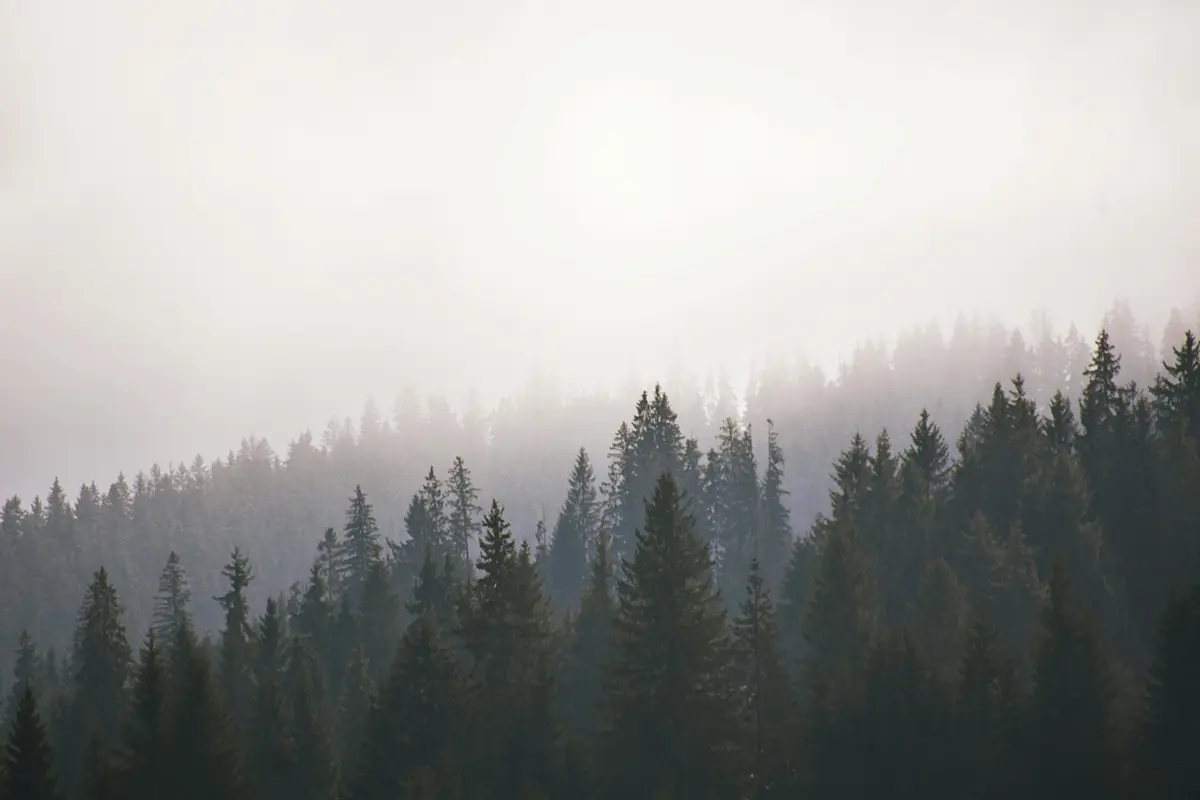 Misty forest landscape